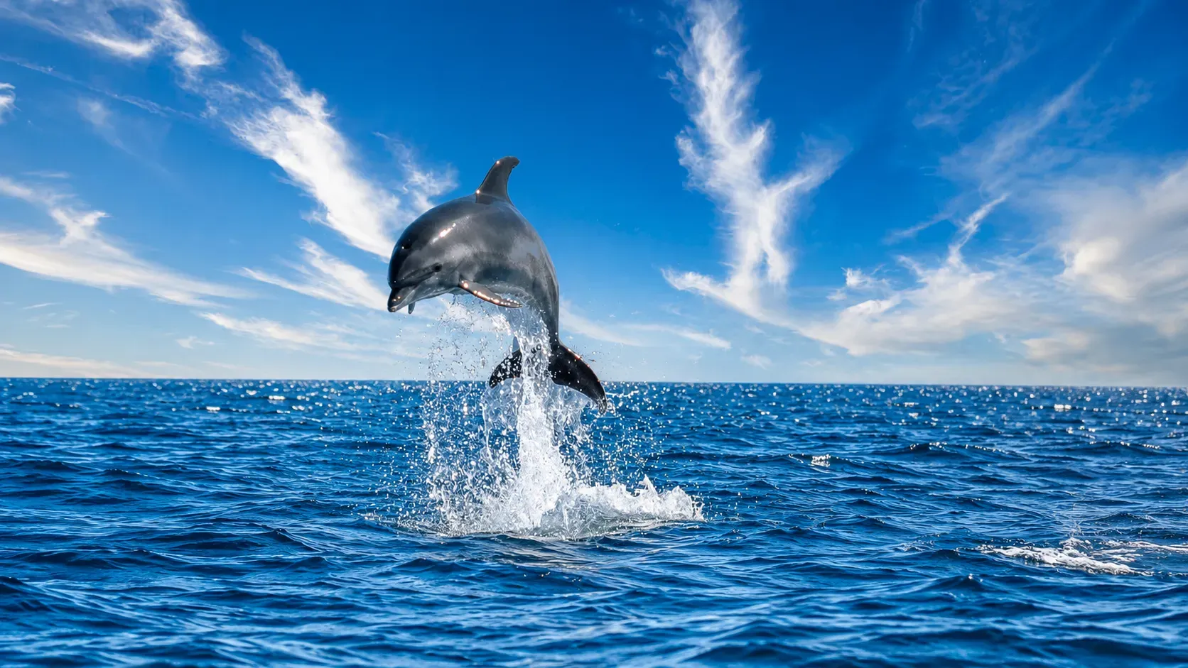 Dolphin leaping out of ocean water during boat tour