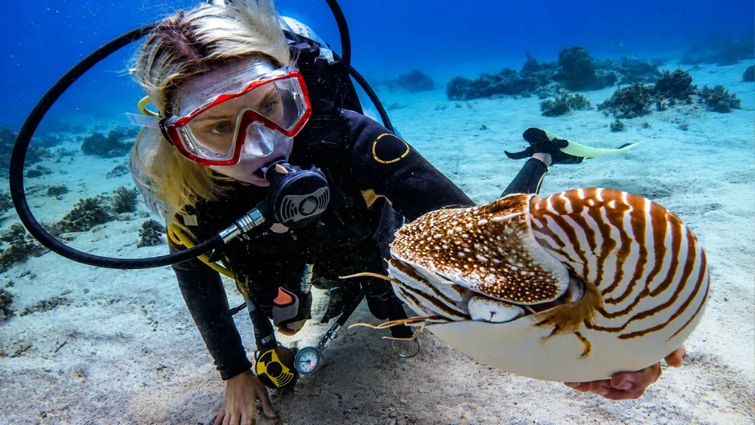 Scuba diver holding cuttlefish underwater near reef